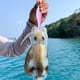 thumbnail image 4 of Señuelo De Camarones De Madera De Calamar Octopus Hooks Lure 10cm 10g Luminous Octopus Bait Tackle (Bright Pink) Sywqhk Para Estrenar, 4 of 5