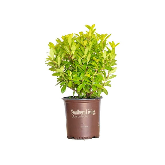 Southern Living Florida Sunshine Illicium 'Anise' Live Shrub in 2-Gallon Grower Pot