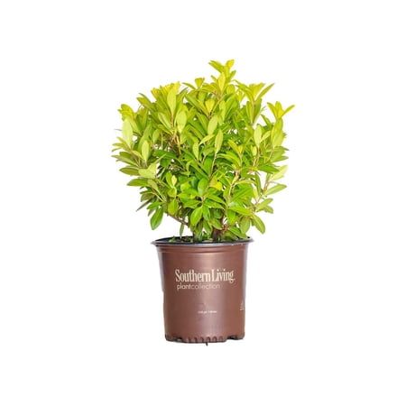 Southern Living Florida Sunshine Illicium 'Anise' Live Shrub in 2-Gallon Grower Pot