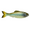 Ghost Minnow, variant on 6th Sense Panorama 2.0 Soft Swimbait – Bass & Crappie Fishing Lure | Ultra-Realistic Finesse Forage Imitator for Hover Rigs, Drop Shots, and Panfish (4K Shad)