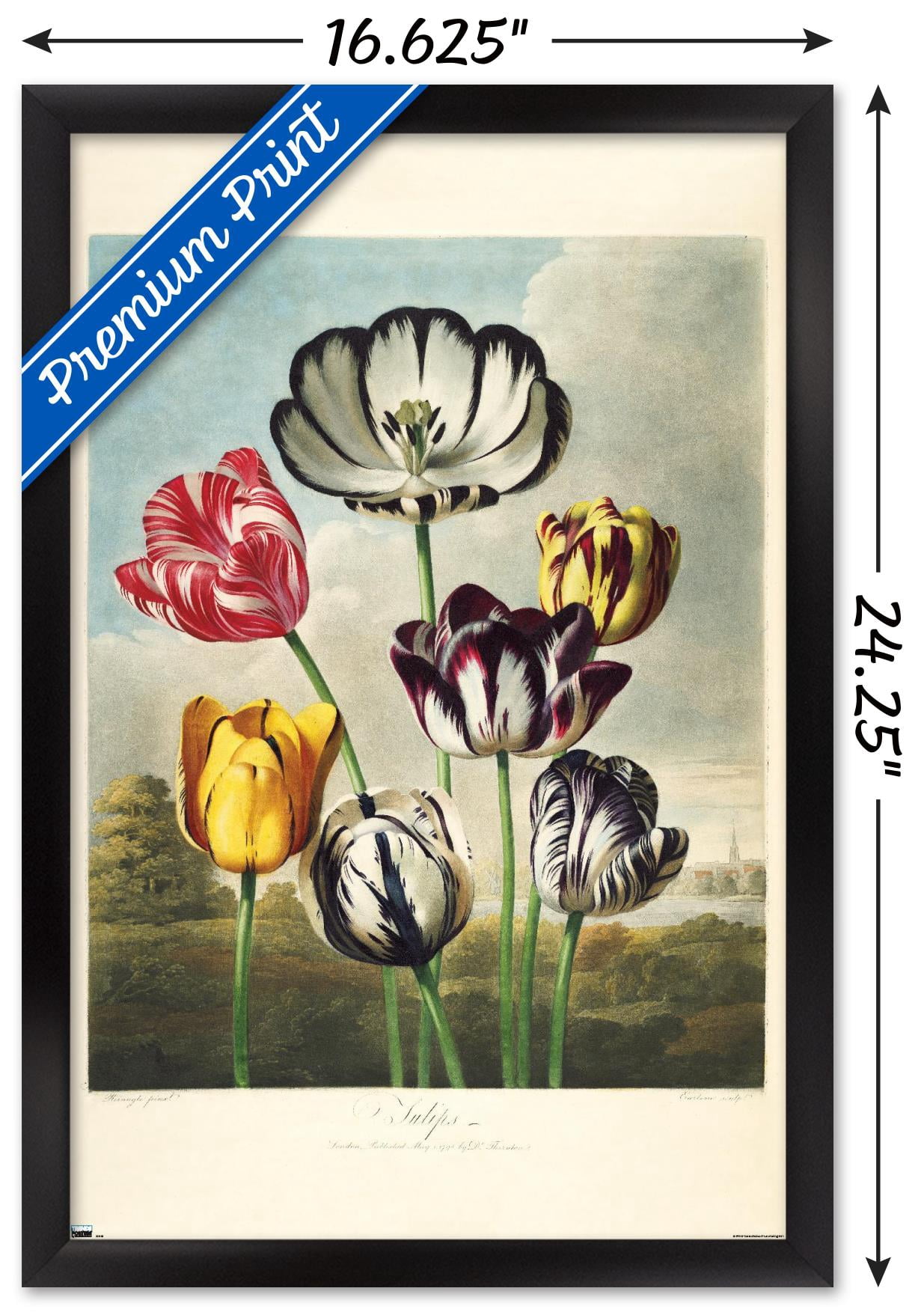 Tulips from the The Temple of Flora Wall Poster, 14.725" x 22.375" Framed