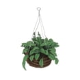 thumbnail image 5 of Cesta de Mimbre Zulema Miniatura Planta en miniatura, 5 of 5