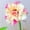 B, variant on Desert Rose, Low Maintenance - Easy Grow - Ideal for Beds Borders, Plant Pots & Planters