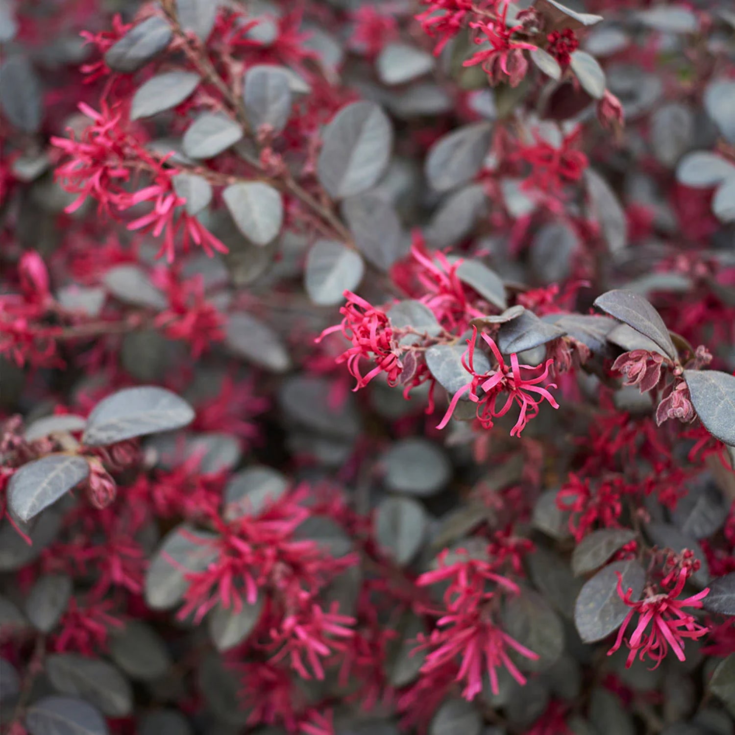 Expert Gardener 1-1.5 ft Loropetalum - Daruma Live Shurb in 3- Gallon Grower Pot