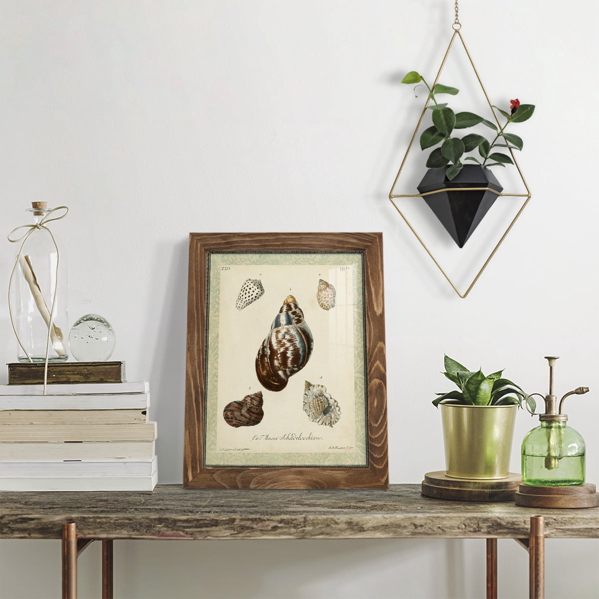 Bookplate Shells VII - Framed Print w/glass - Walnut