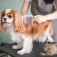 thumbnail image 4 of Cepillo para el aseo de perros y gatos. Herramienta suave para eliminar el pelo muerto con plástico, para uso en interiores y exteriores., 4 of 6
