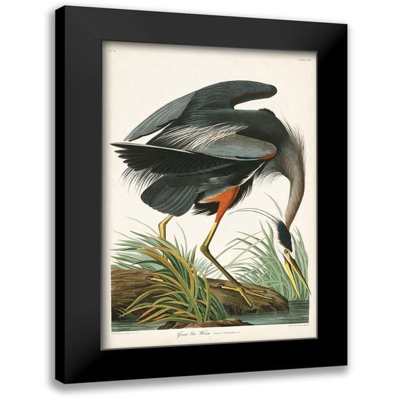 Audubon, John James 11x14 Black Modern Framed Museum Art Print Titled - Pl 211 Great Blue Heron