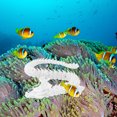 thumbnail image 3 of Dpityserensio Printed,Fish Tank Landscaping Decoration Printing Articulated, 3 of 5