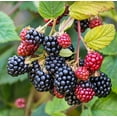 thumbnail image 2 of Set 2 Osage Thornless Blackberry Plants 4-7" Tall for Planting, Blackberry Bush Tree, Thornless Black Berry Plant, Sweet Fruit Plant for Garden, 2 of 5