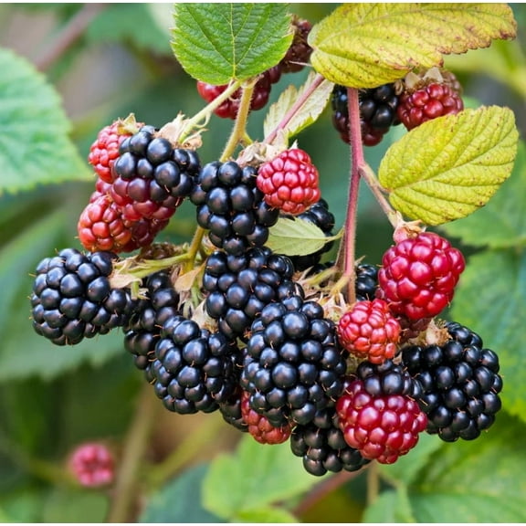 Set 2 Arapaho Thornless Blackberry Plants 4-7" Tall for Planting, Blackberry Bush Tree, Thornless Black Berry Plant, Sweet Fruit Plant for Garden