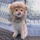 thumbnail image 2 of Peluca de melena de león para gato disfraz para perros pequeños y gatos gorro con peluca de león y melena Z2Q0 CAIROYAR, 2 of 6