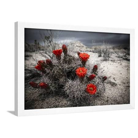 Red Flowers Bloom From A Cactus On The Desert Floor - Joshua Tree National Park Framed Print Wall Art By Dan