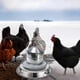 thumbnail image 3 of Heated Poultry Water Base for Winter - Chicken Waterer with EU & US Plug Options, 3 of 5