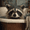Raccoon, variant on Fresh Fruit Bowl Canvas Print Wall Art for Kitchen Dining Room Living Room Cafe Restaurant Home Office