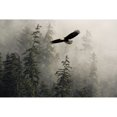 thumbnail image 2 of Bald Eagle Soaring In Flight Through Misty Tongass Nat Forest Se Alaska Summer Composite Poster Print, 2 of 2
