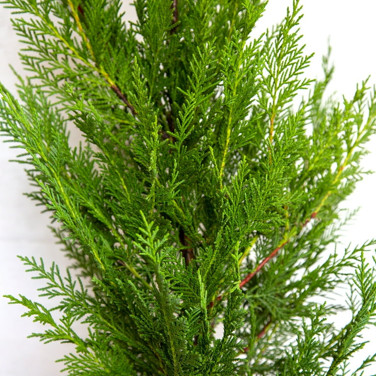 2.5 Qt - Leyland Cypress - Fast-Growing Evergreen Tree - Live Plants 2.5 Qt - Leyland Cypress - Fast-Growing Evergreen Tree - Live Plants