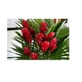 thumbnail image 1 of Hawaiian Tropical Flower Plant Roots - Bamboo Orchids - Hibiscus - Ginger -Ti Logs (Red Ginger Root), 1 of 4