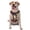 With Accessories, variant on Vsdgher Rainbow Sunset Cloud White Horse Pattern Dog Harness,No Pull Pet Harness with Soft Padded Handle,Adjustable Reflective Vest with 2 Buckles,4 Slide Buckles,S-XL X-Large