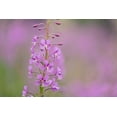 thumbnail image 2 of Jaynes Gallery 14x11 White Modern Wood Framed Museum Art Print Titled - USA-Colorado-Gunnison National Forest Fireweed flowers close-up, 2 of 4