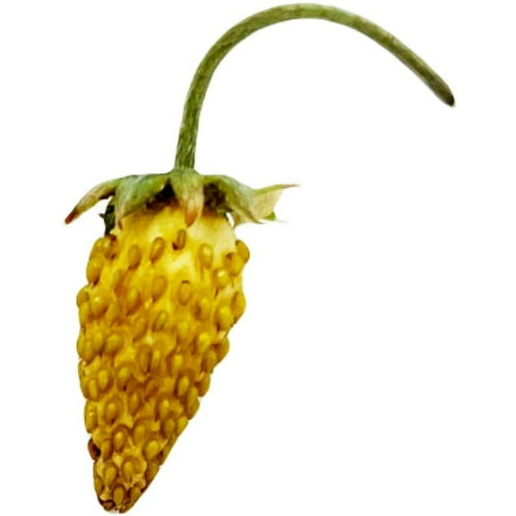 Weiss Solemacher White Alpine Strawberry Fraise des Bois Premium Seed Packet