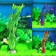 thumbnail image 3 of Alta imitación del norte de Ame Rican Orquídea Fish Tank Scenery Acuario Decoración Fa Ke Simulación de peces de agua esbelta Kelp, 3 of 3