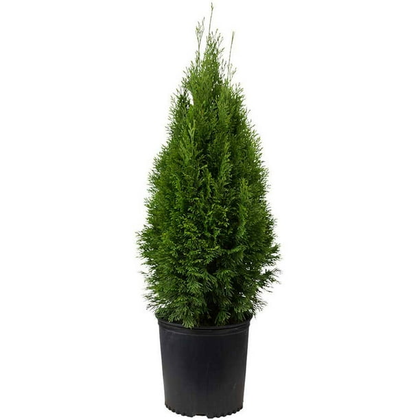 7 Gal Emerald Green Arborvitae Thuja occidentalis 'Smaraged