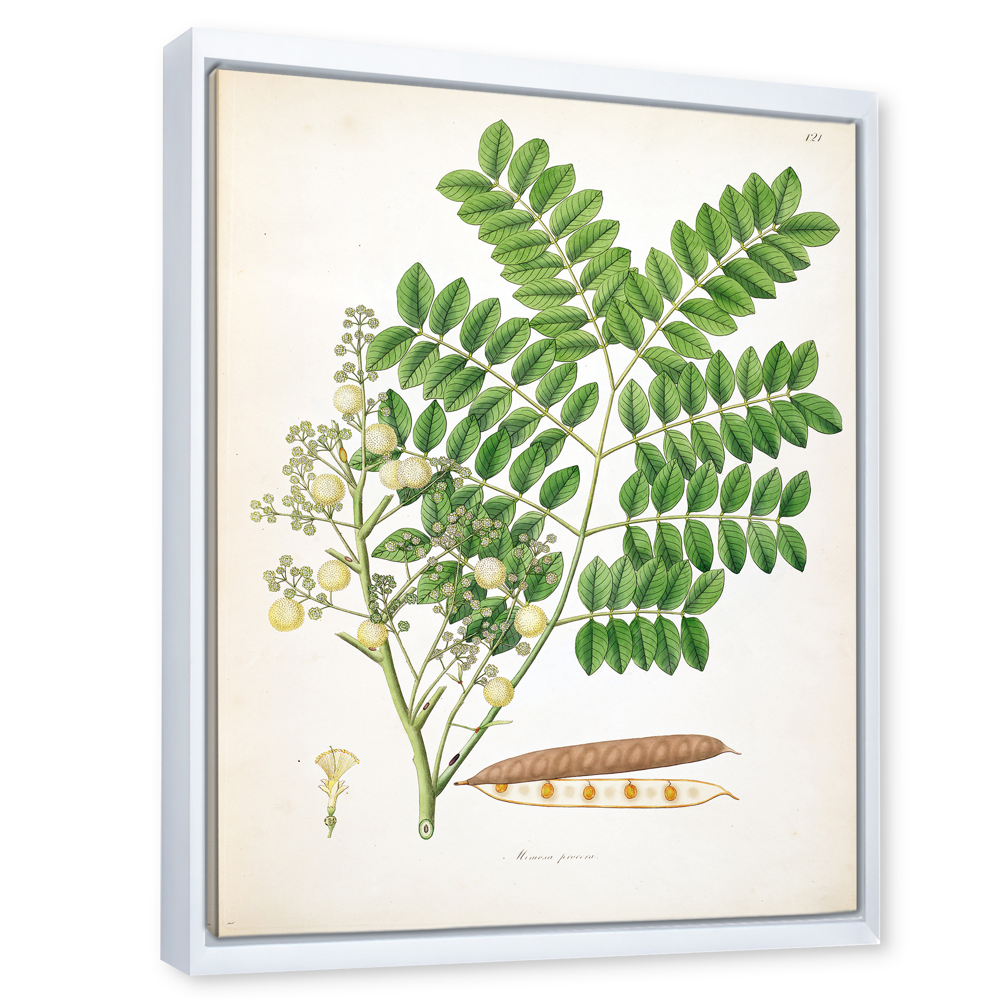 Designart 'Ancient Botanicals VII' Farmhouse Framed Canvas Wall Art Print