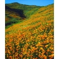 thumbnail image 2 of Talbot Frank, Christopher 12x14 Gold Ornate Wood Framed with Double Matting Museum Art Print Titled - California, Lake Elsinore California poppies, 2 of 4