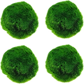 What are they!? – Moss Ball Pets™