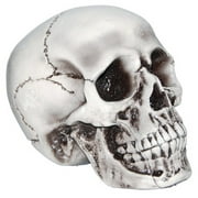 6 " Foam Skull