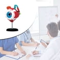 thumbnail image 3 of Eye Model 32Parts DIY Teaching Tool Educational Equipment Anatomical Model, 3 of 6