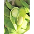 thumbnail image 3 of TomorrowSeeds - Henderson Lima Bean Seeds - 30+ Count - For 2025 Planting Baby Butter Beans Heirloom, 3 of 9