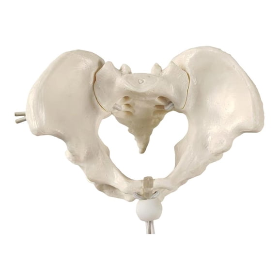 Female Pelvic Skeleton Model Female Pelvis Model Teaching Aid for School Study