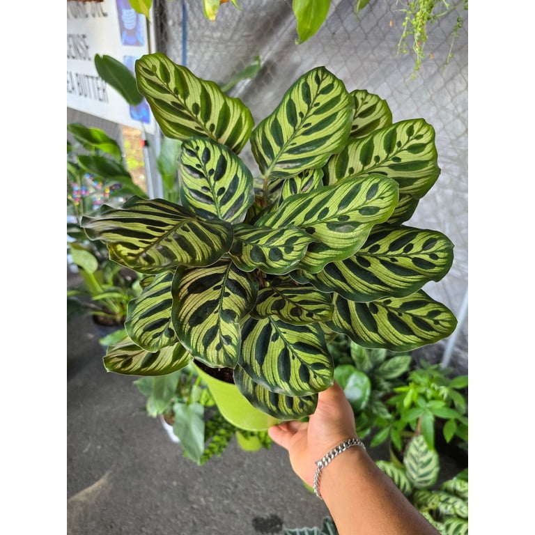 6 inch Pot - XL size Calathea Burle Marxii Prayer Plant "Peacock Plant-  Live Plant Online - Calathea Burle Marxii - Beautiful and Elegant Indoor -  Walmart.com