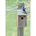 thumbnail image 2 of Schell, Jennie Marie 23x32 White Modern Wood Framed Museum Art Print Titled - Nesting Box with Bluebird, 2 of 4