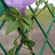 thumbnail image 3 of Big sale Plant Support Clips,Plant Clips For Climbing Plants Tomato Garden Vine Clips For Supporting Vegetables Plants Stalks,Vines,Climbing Plant Tomato Clips, 3 of 4