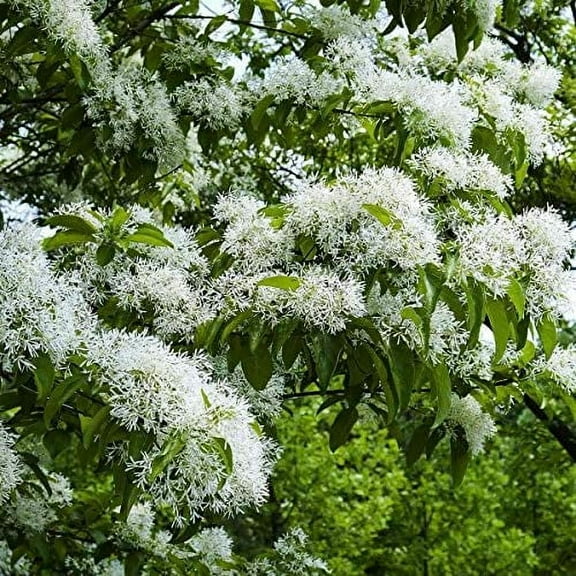 CZ Grain 10 Chinese Fringe Tree Seeds Plant Seeds, Fresh Seeds