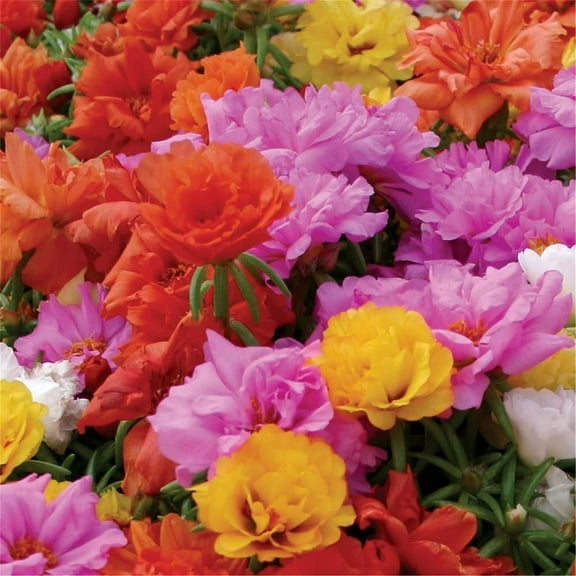 zellajake Rare Flower Seeds Portulaca Moss Rose Happy Trails Ground Cover Plant Seed Mix 2000  Seeds