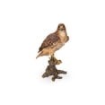 thumbnail image 2 of Wild Hawk standing on branch Garden Statue, 2 of 5