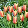 thumbnail image 2 of Sunny Garnet Tulip Mix Flower Bulbs - 15 Bulbs per Pack - Deer Resistant - Grows Well In Containers - Naturalizing - Perennializing - Easy to Grow Live Plants - Outdoor Garden, 2 of 6