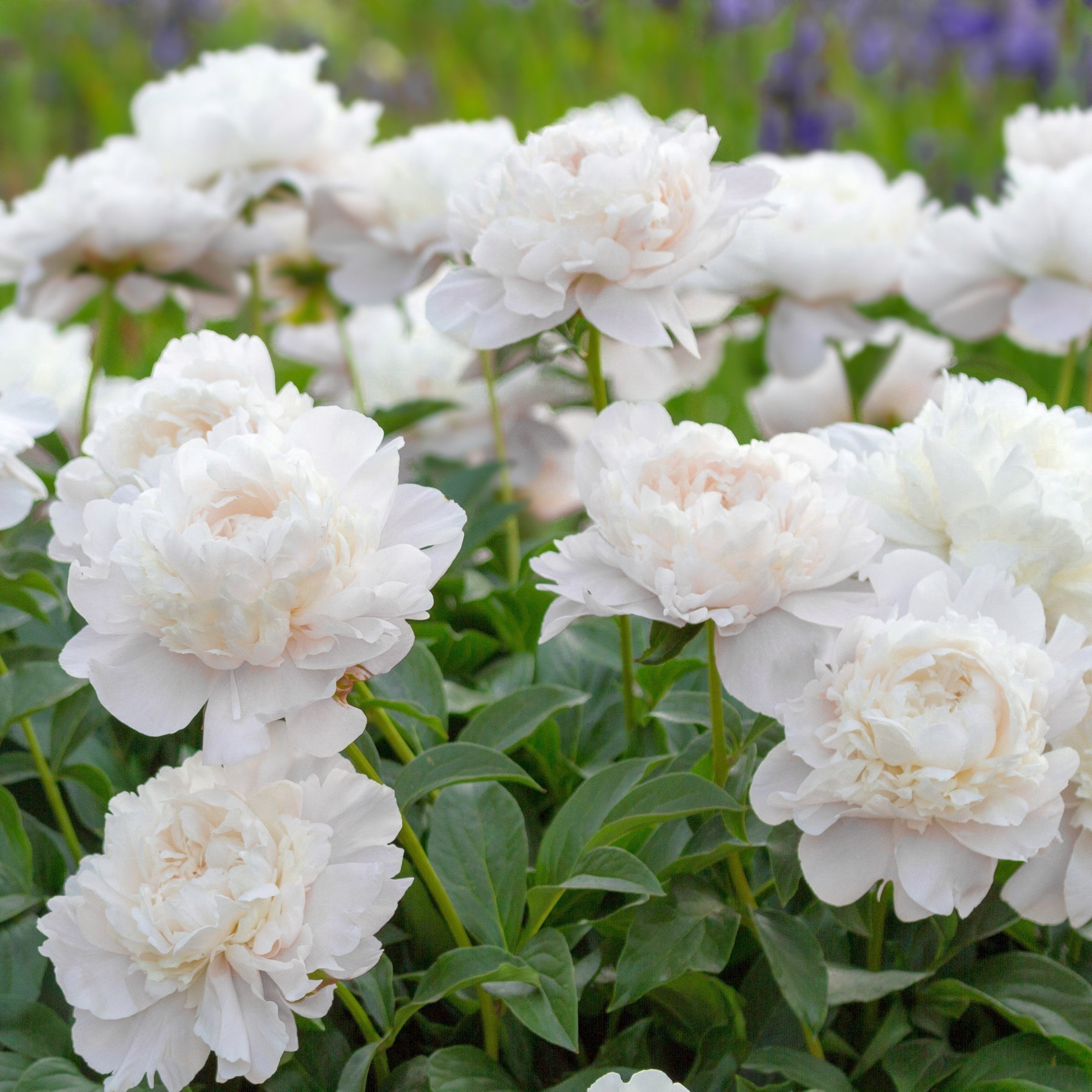 National Plant Network Peony Bulbs White Blooming (3-Pack)