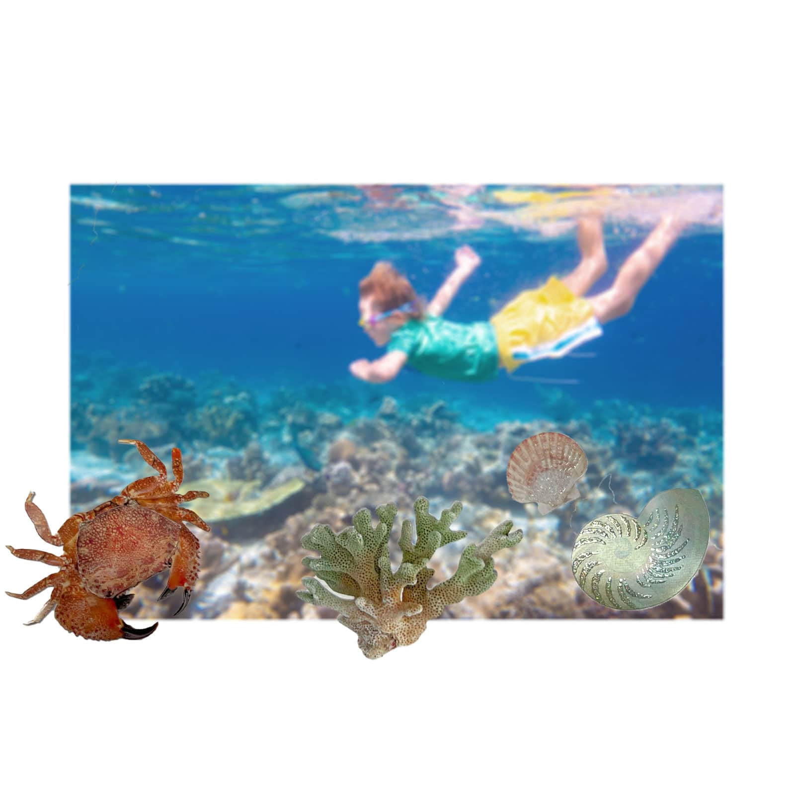 Recollections Shell Stickers, 12 Pack