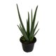 thumbnail image 4 of planta aloe vera 5 pg, 4 of 5