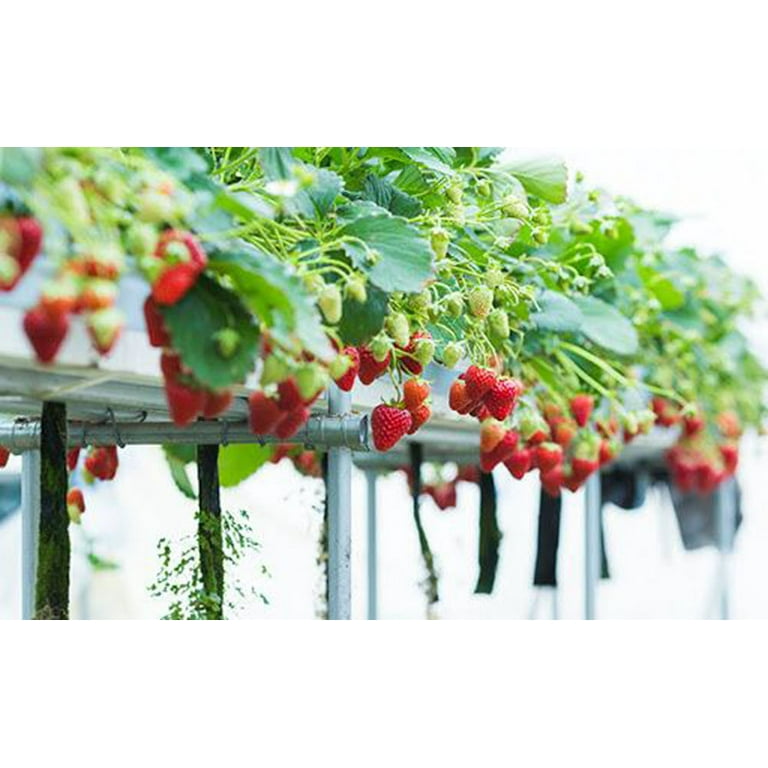 Growing Strawberries — Roots to Fruits Nursery