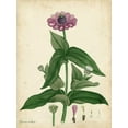 thumbnail image 2 of Andrews, Henry 19x24 White Modern Wood Framed Museum Art Print Titled - Antique Zinnia, 2 of 4
