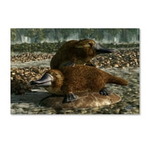 Trademark Fine Art 'Platypuses' Canvas Art by Daniel Eskridge