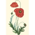 thumbnail image 3 of Turpin 17x24 Black Modern Framed Museum Art Print Titled - Crimson Beauty IV, 3 of 5