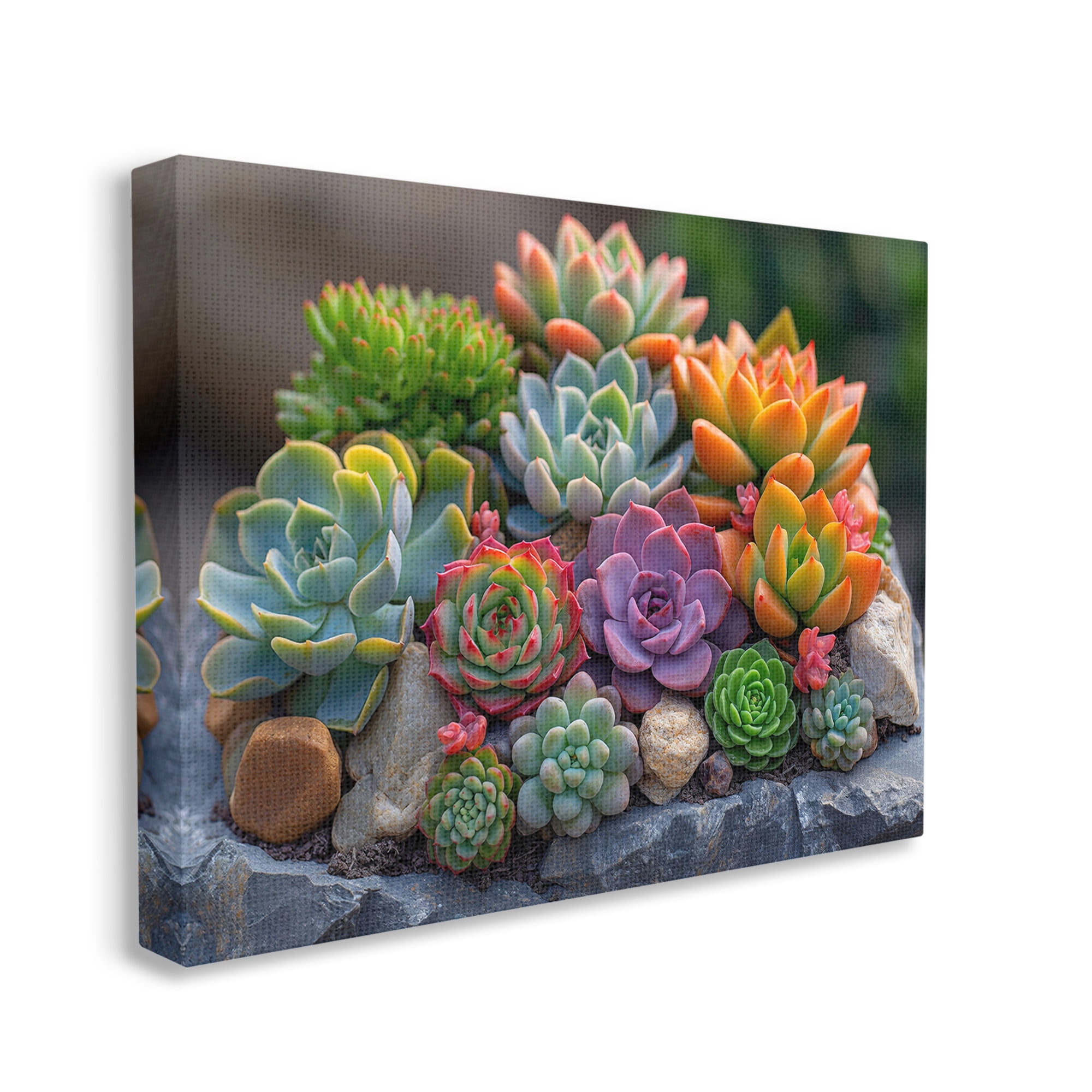 Stupell Industries Varied Succulents Photography Botanical & Floral Photography Gallery Wrapped Canvas Art Print Wall Art, 20 x 16