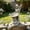 Angel, variant on Outdoor Lion Statue Garden Decor, 20.5" Weatherproof Resin Guardian, Durable for Patio Men's Room, Brown