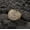 Gold, variant on Hip Hop Men's Fashion Ring Vintage Zircon Ring Real Gold Plated Women Jewelry-Silver-7